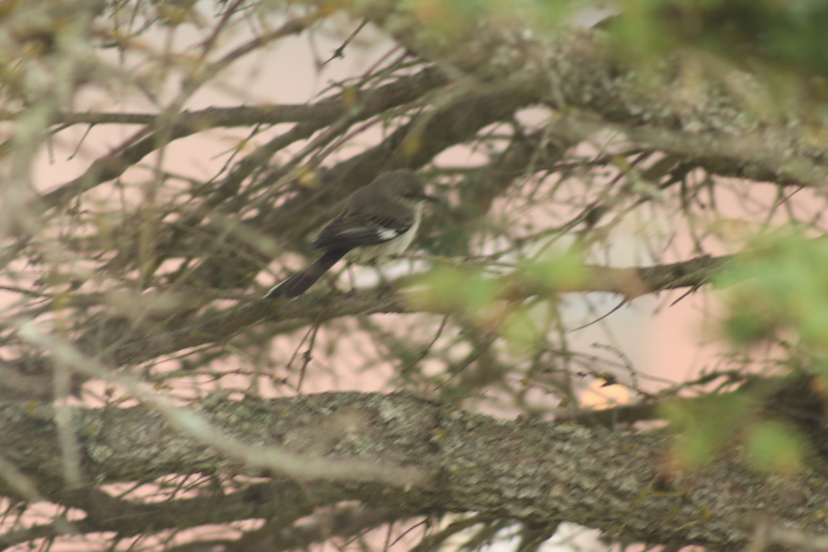 Northern Mockingbird - Simone Richard