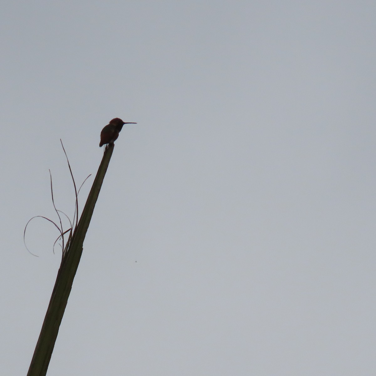 Allen's Hummingbird - Brian Nothhelfer