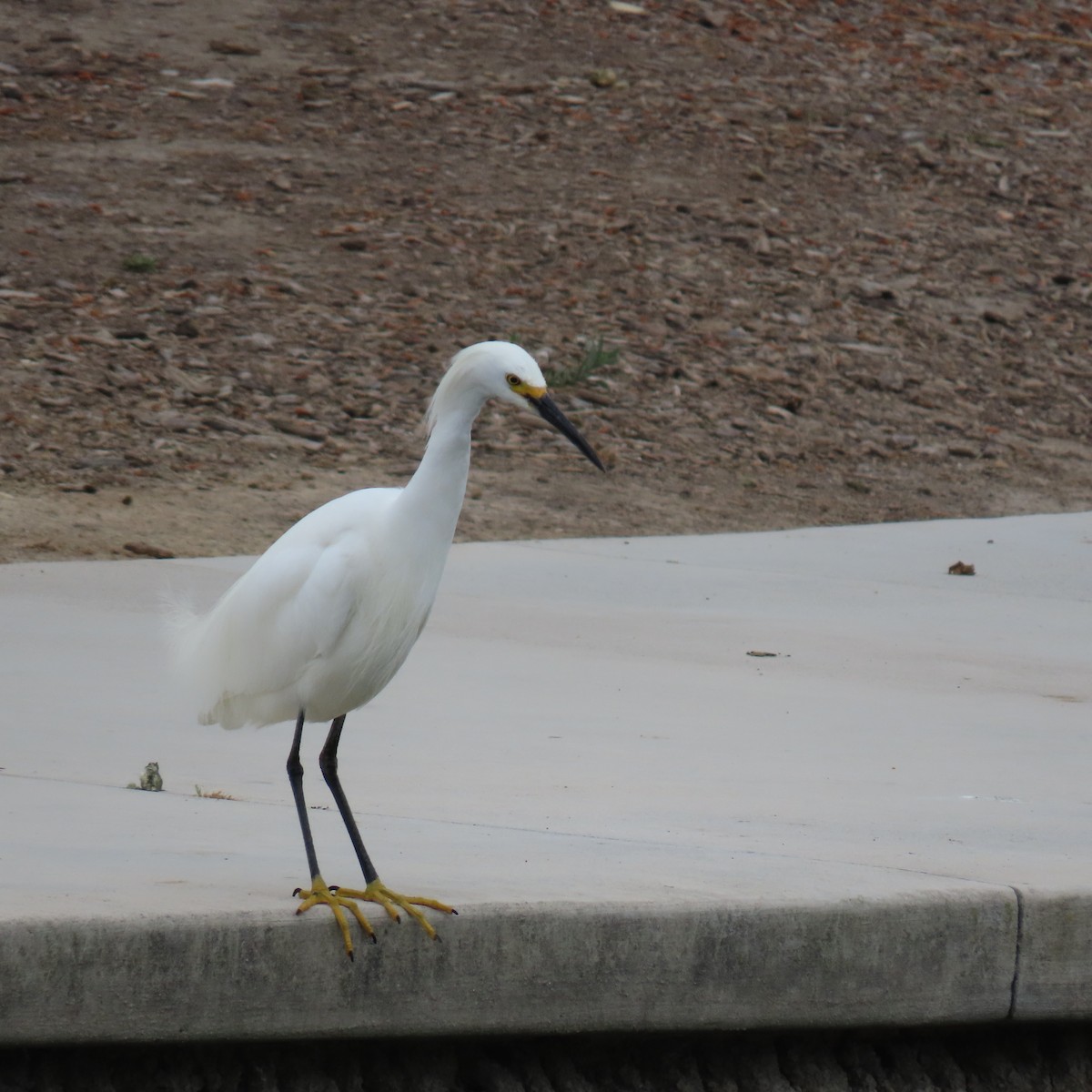 Snowy Egret - ML619628029