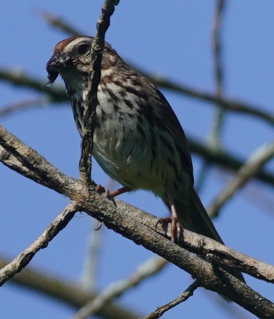 Song Sparrow - John McCallister