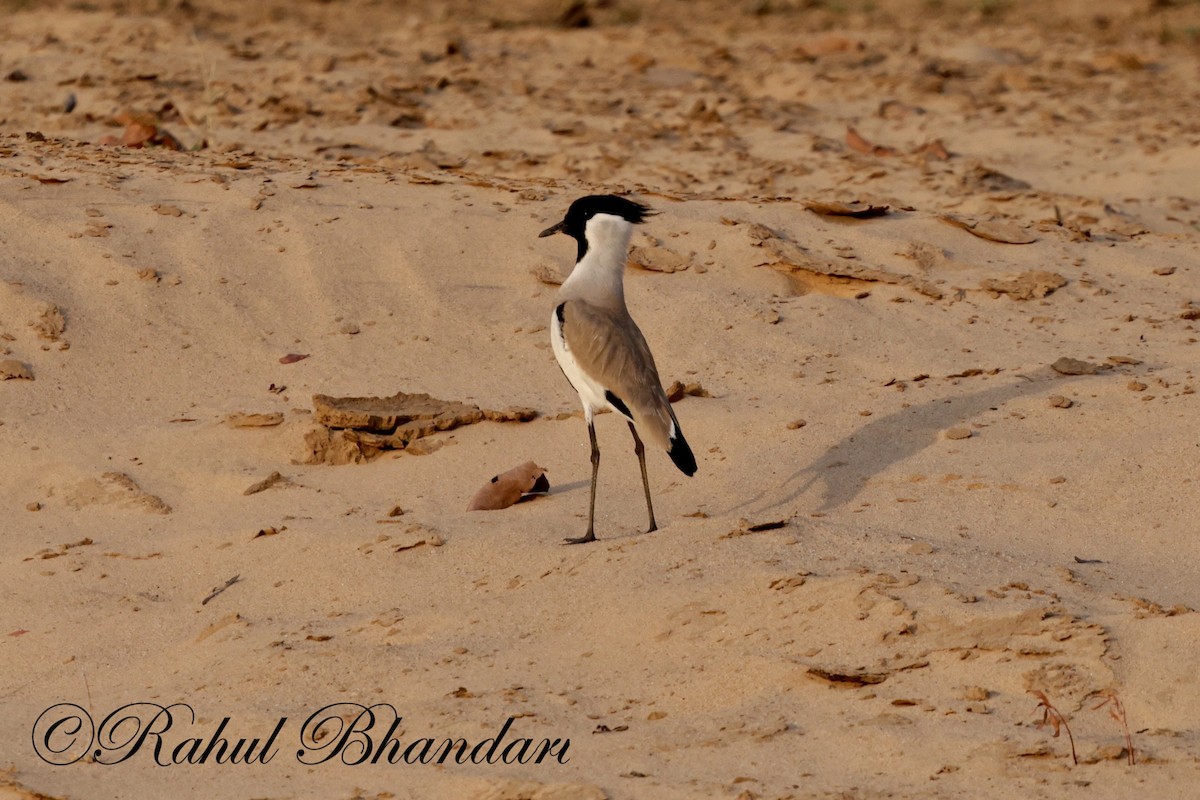 River Lapwing - Rahul Bhandari