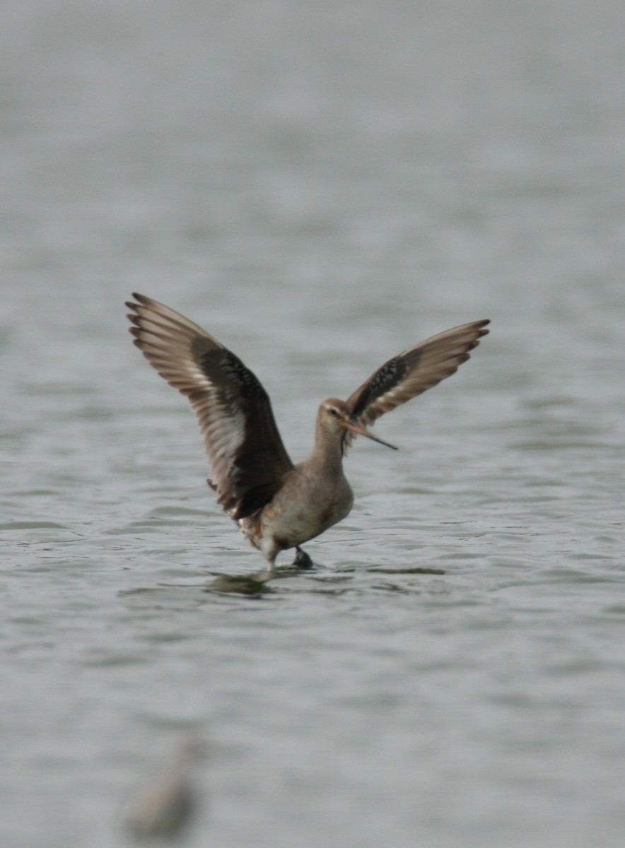 Hudsonian Godwit - KY ARCHIVIST (scribes Andy Newman/Roseanna Denton) Data