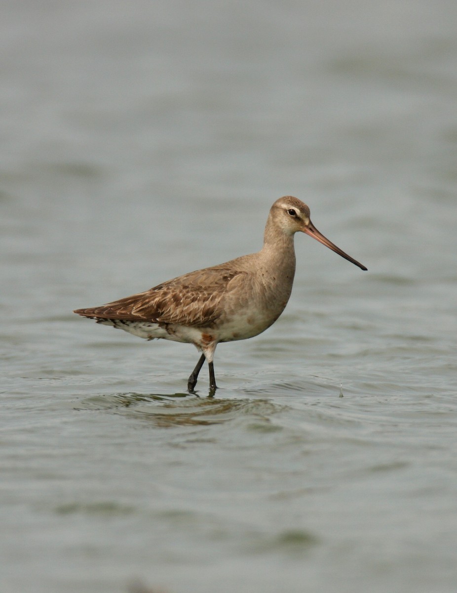 Hudsonian Godwit - KY ARCHIVIST (scribes Andy Newman/Roseanna Denton) Data