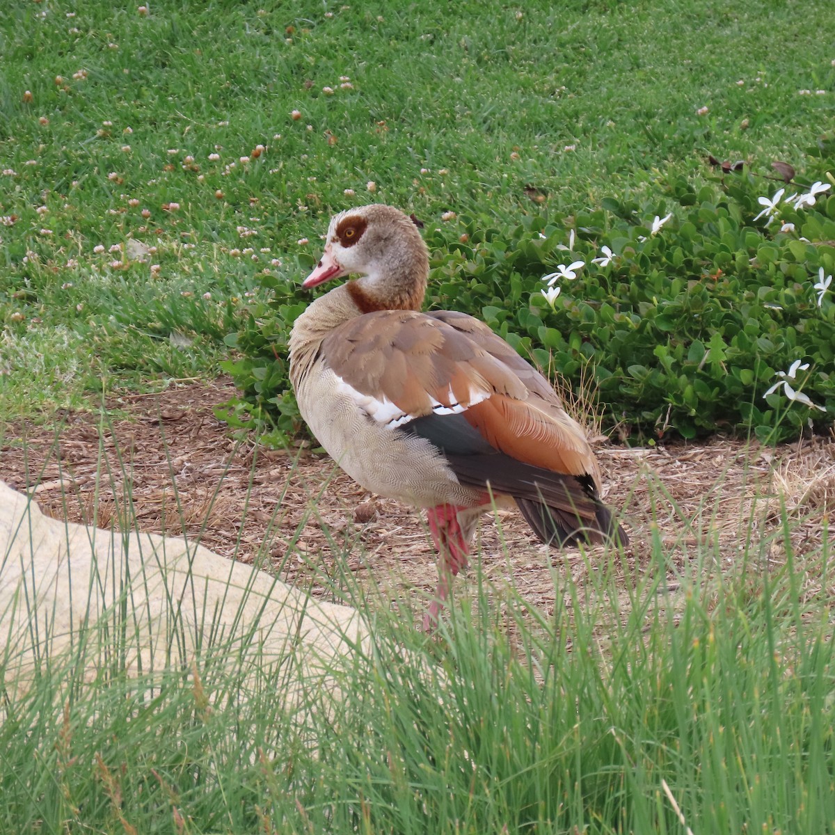 Egyptian Goose - Brian Nothhelfer