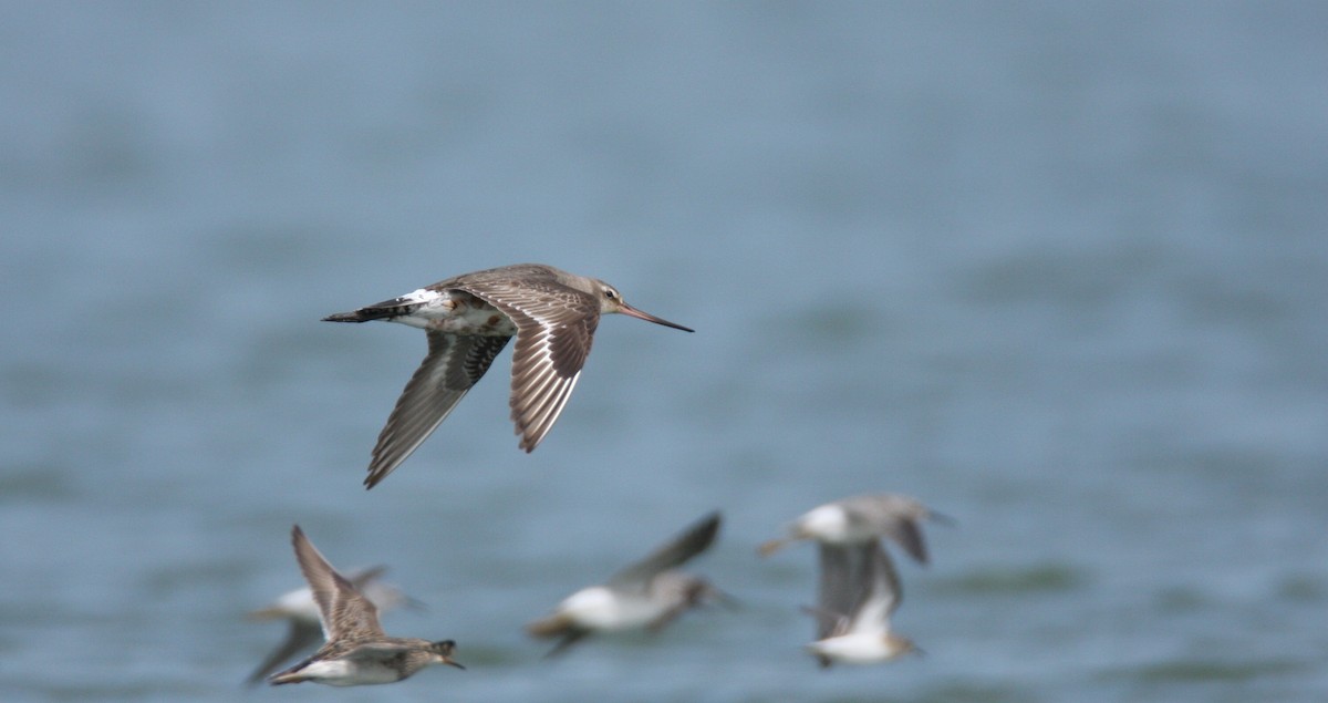 Hudsonian Godwit - KY ARCHIVIST (scribes Andy Newman/Roseanna Denton) Data