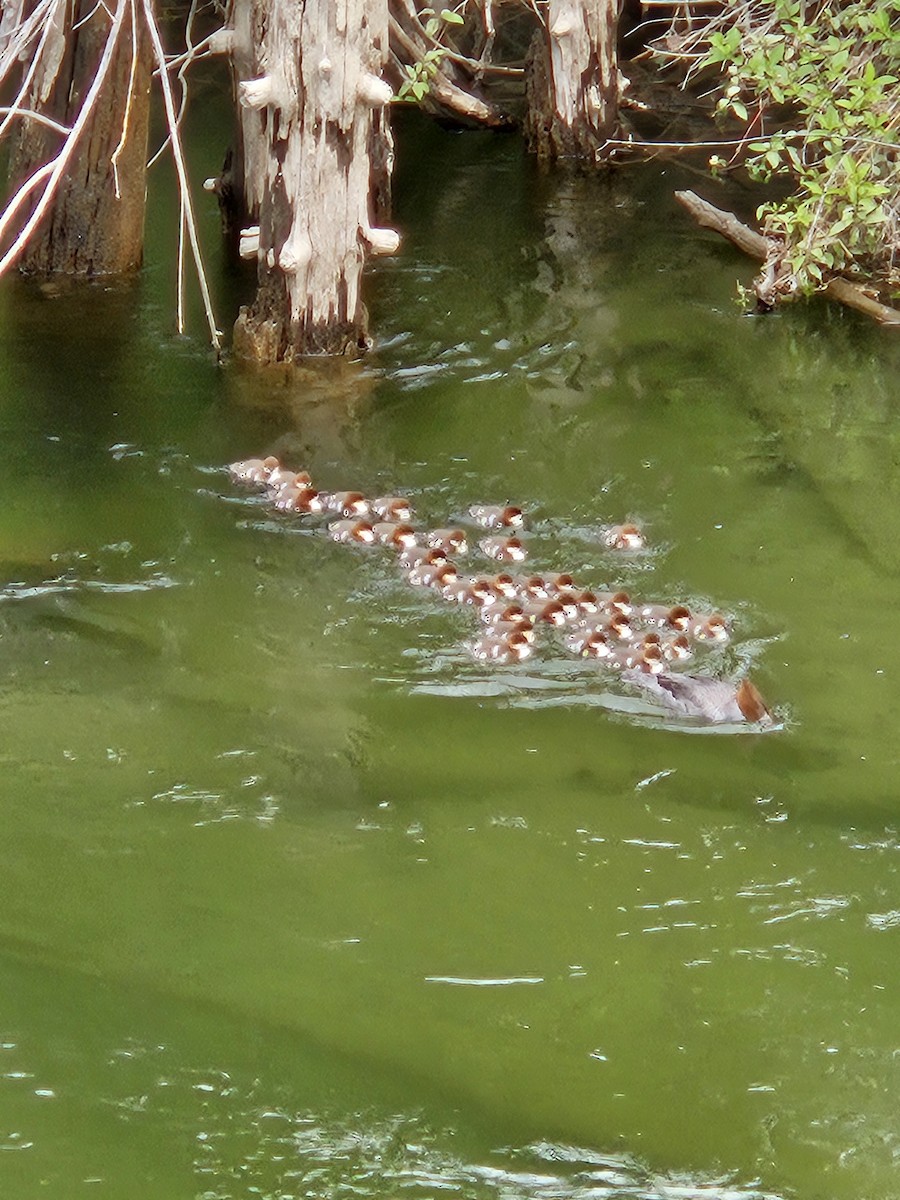 Common Merganser - ML619628039