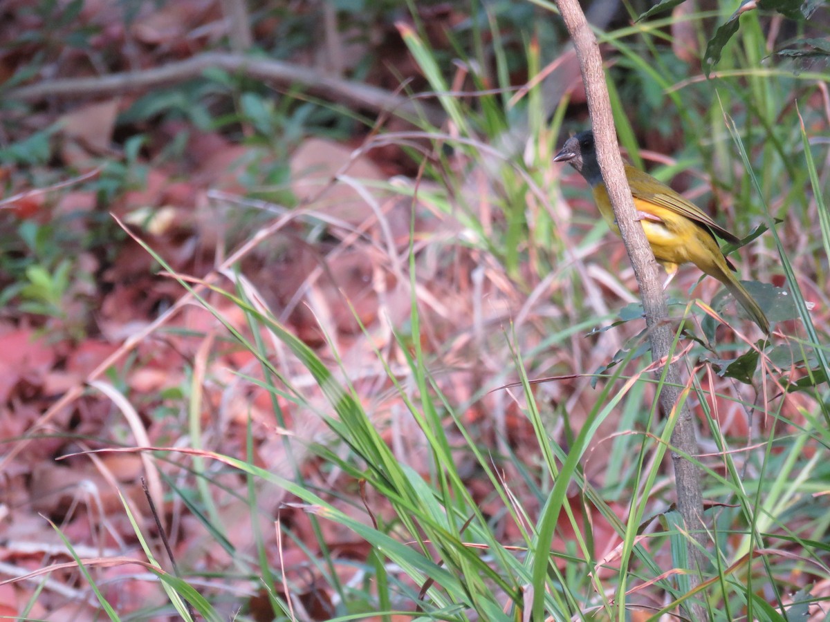 Gray-headed Tanager - ML619628047