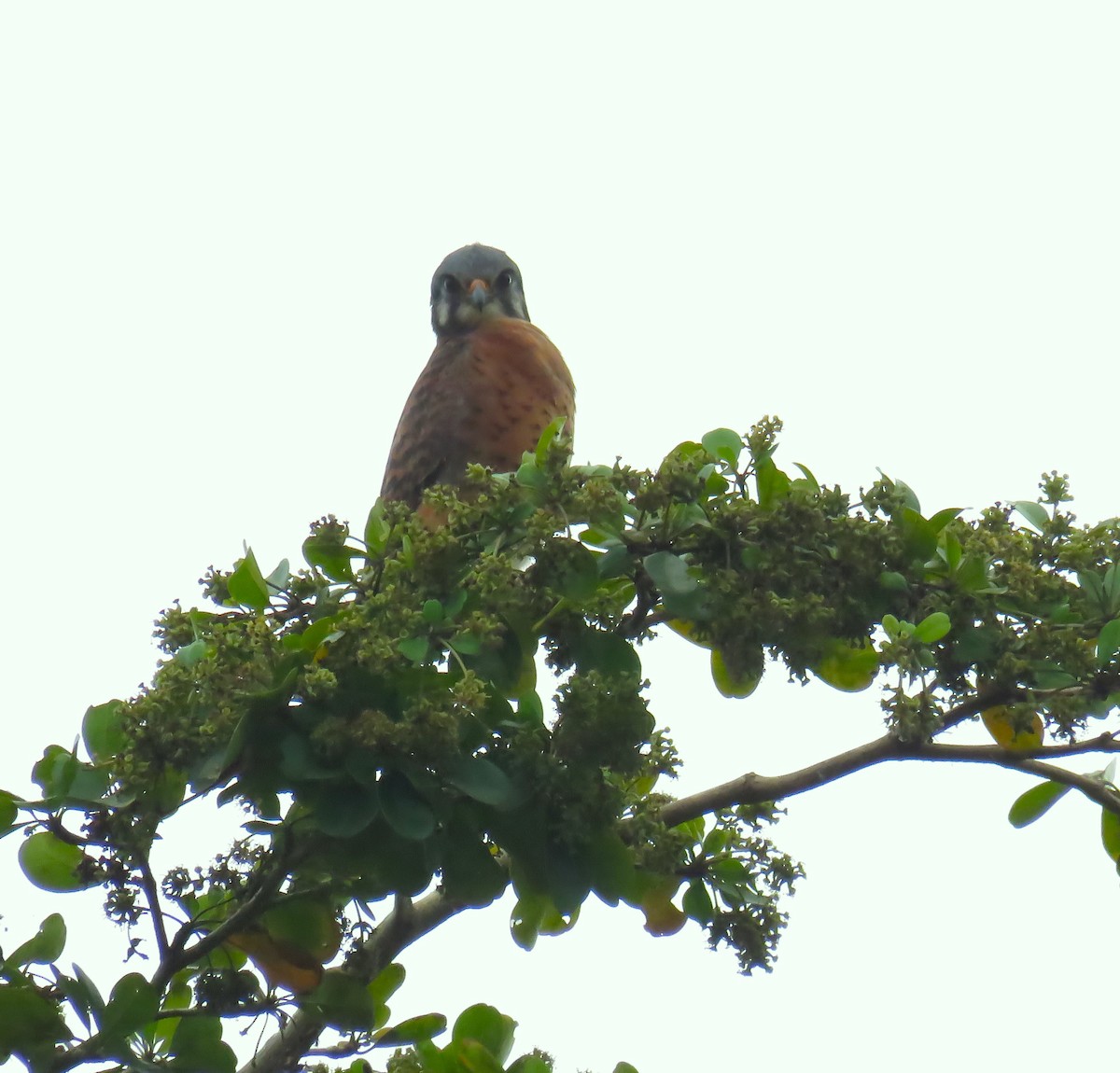 American Kestrel - ML619628048