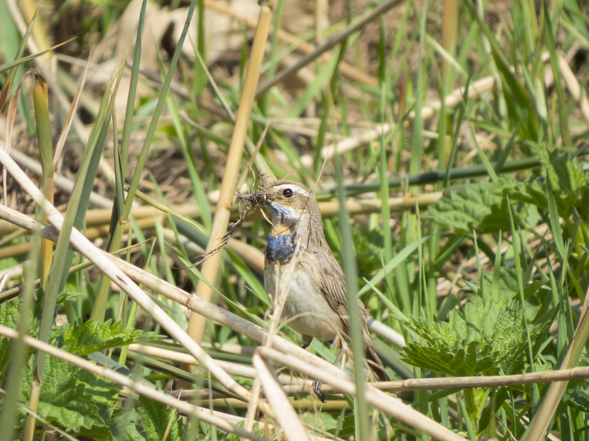 Bluethroat - ML619628049