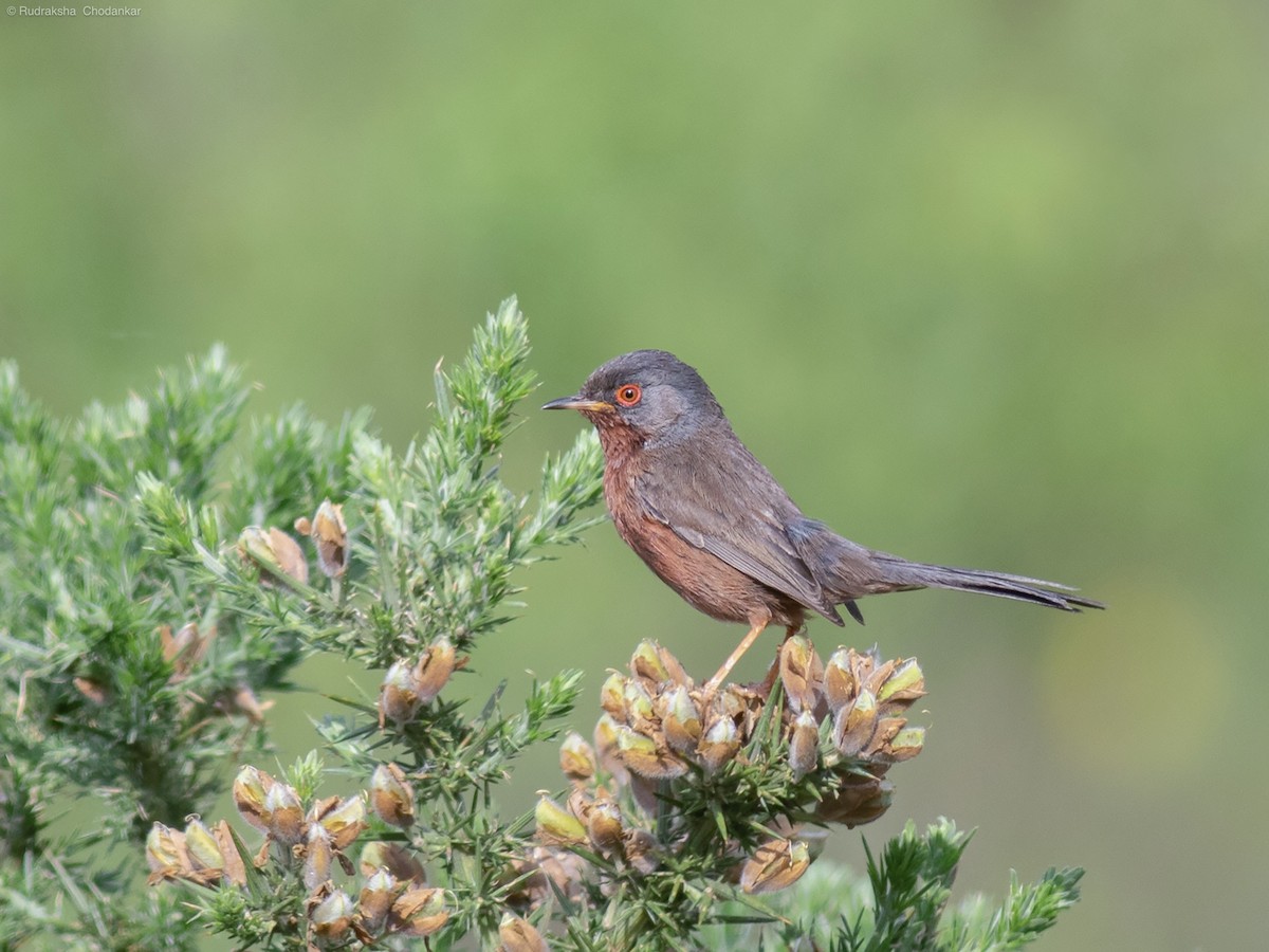 Dartford Warbler - Rudraksha Chodankar