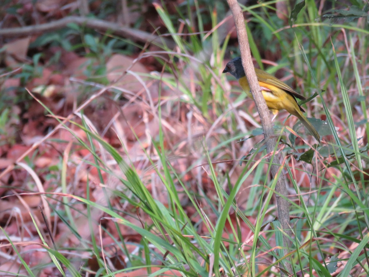 Gray-headed Tanager - Sam Holcomb