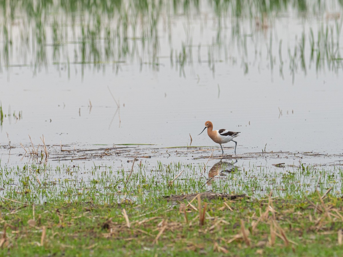 American Avocet - Michael Dockery