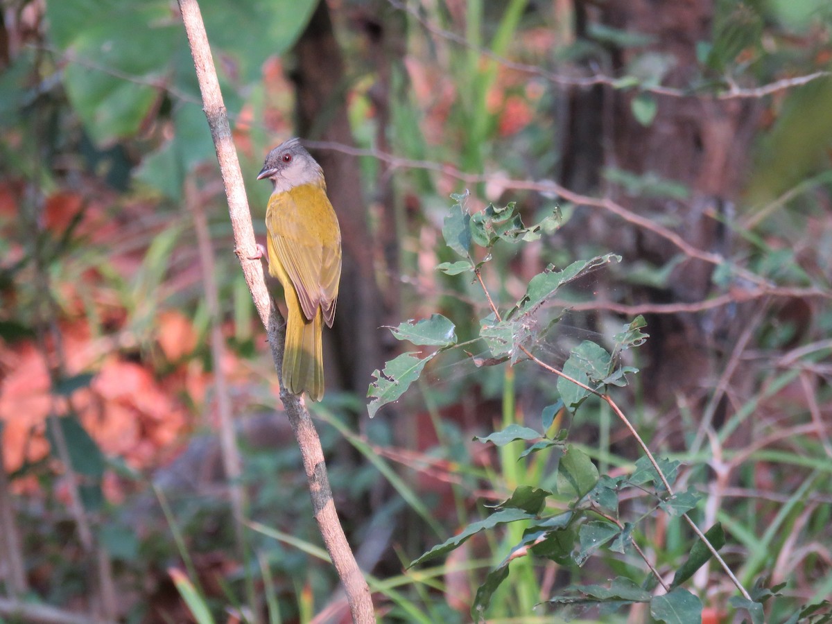 Gray-headed Tanager - Sam Holcomb