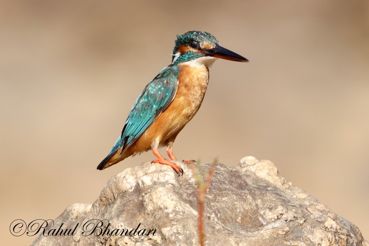 Common Kingfisher - Rahul Bhandari