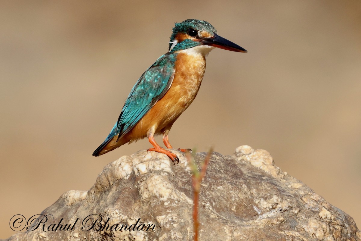 Common Kingfisher - Rahul Bhandari
