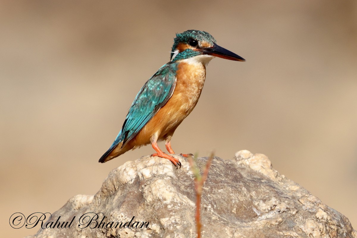 Common Kingfisher - Rahul Bhandari