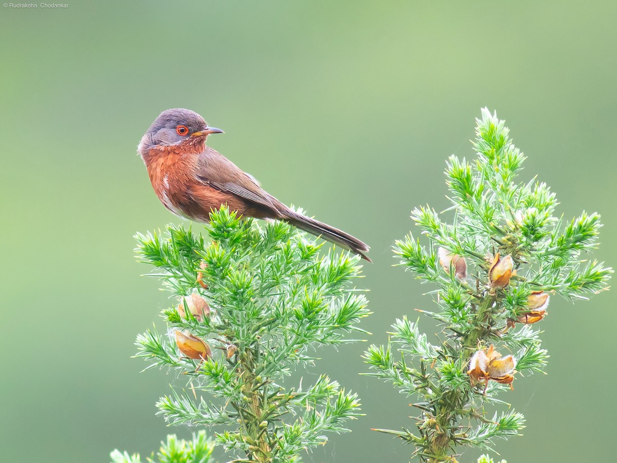 Dartford Warbler - Rudraksha Chodankar