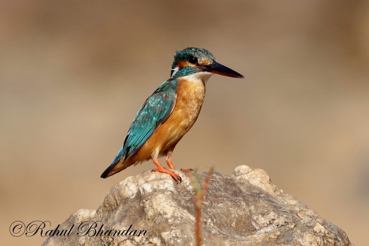 Common Kingfisher - Rahul Bhandari