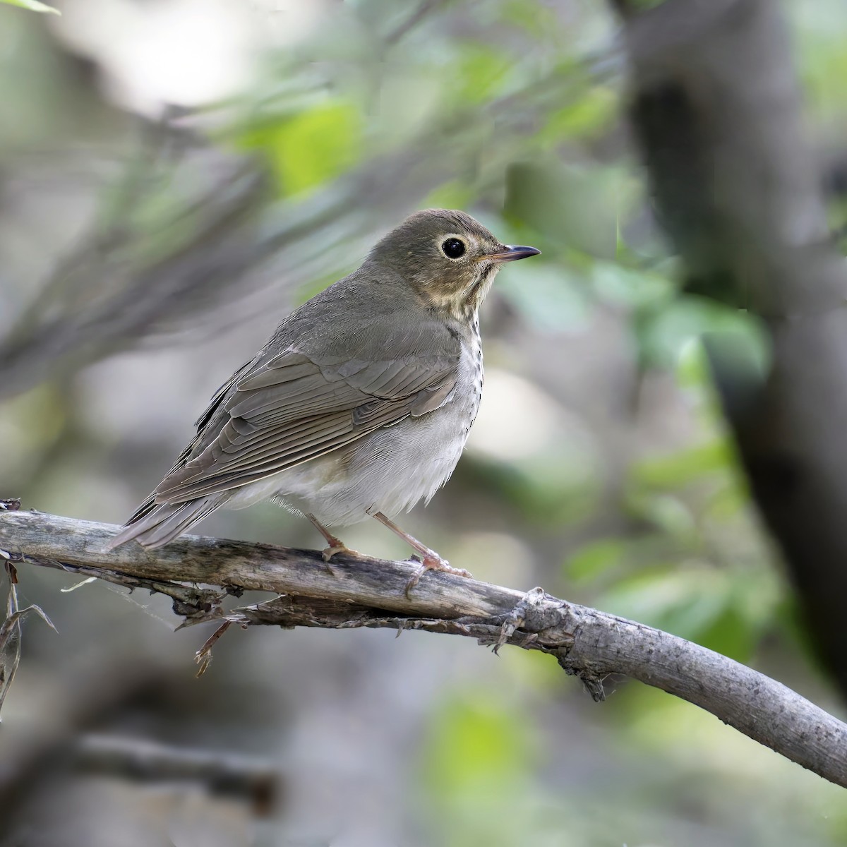 Swainson's Thrush - Thomas Burns