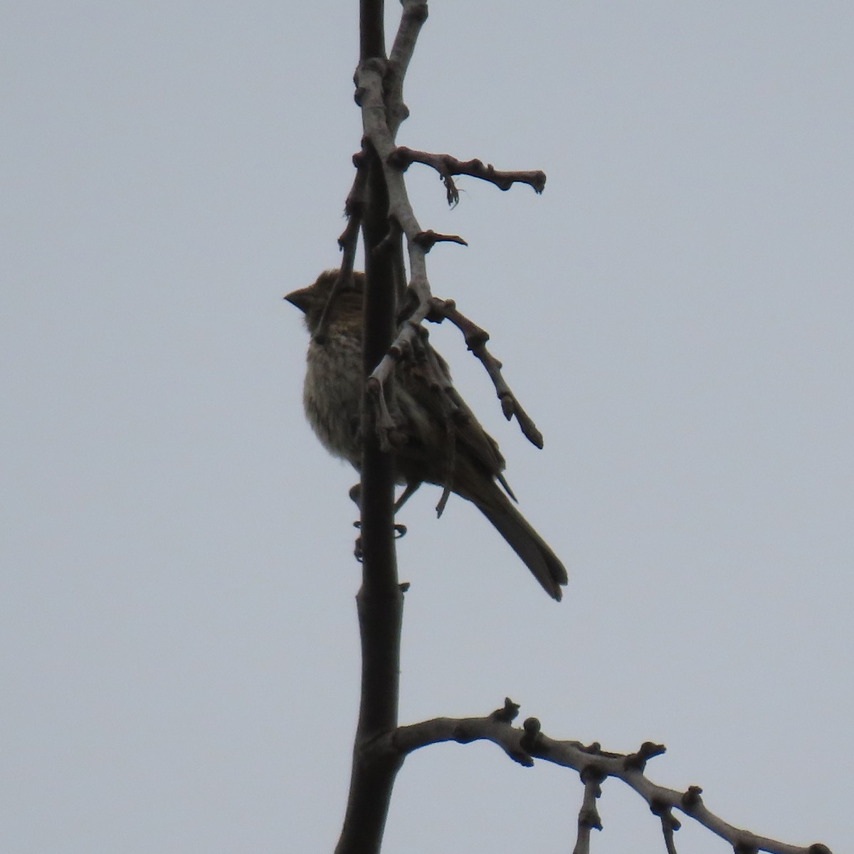 House Finch - Brian Nothhelfer