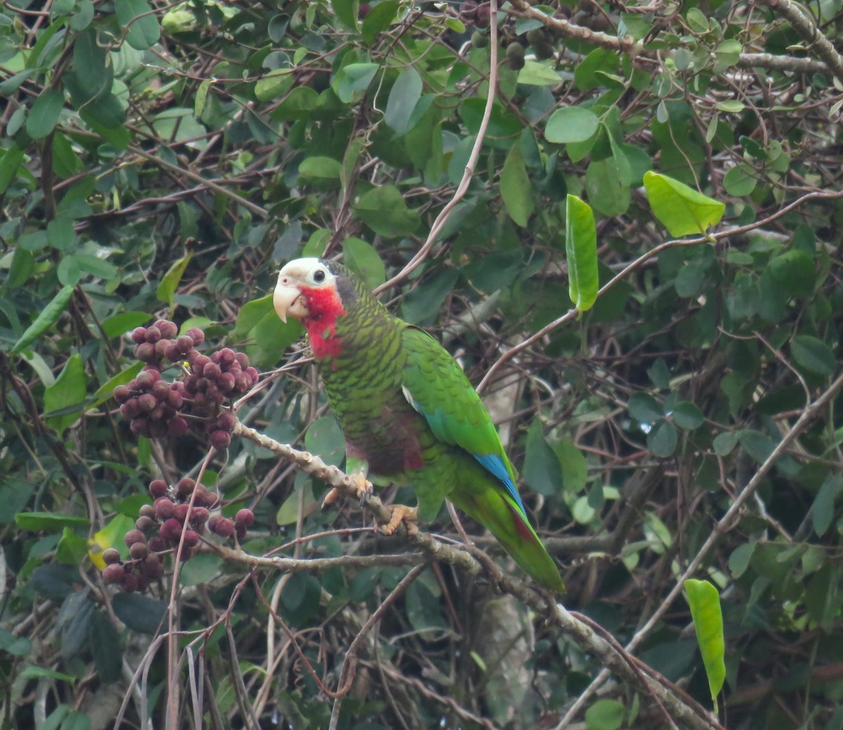 Cuban Parrot - ML619628084