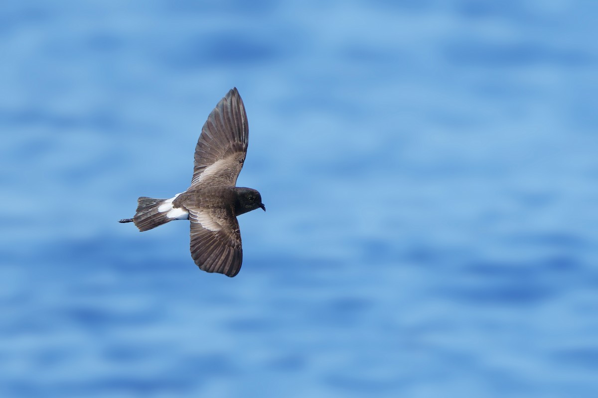 Wilson's Storm-Petrel - Neo Morpheus