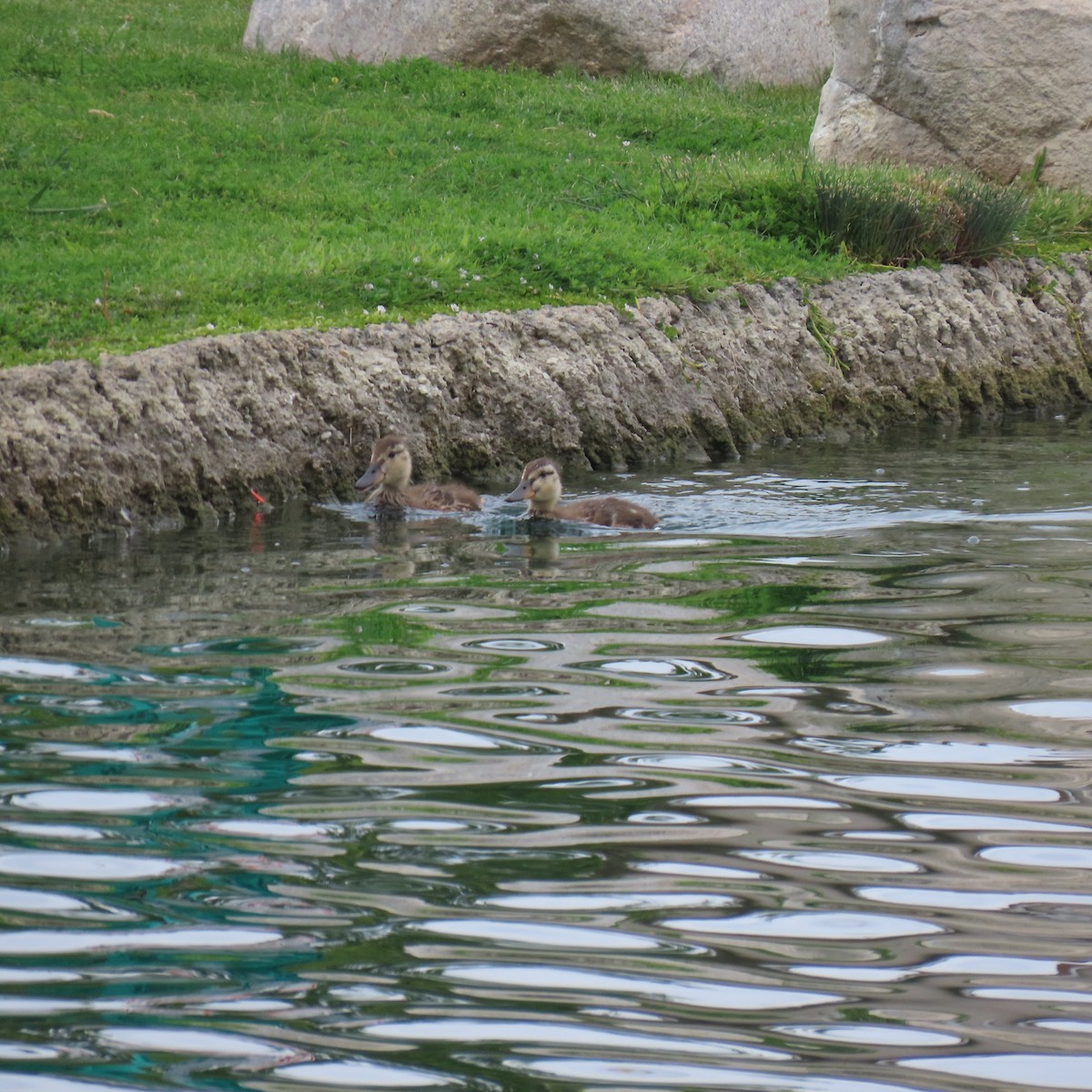 Mallard - Brian Nothhelfer