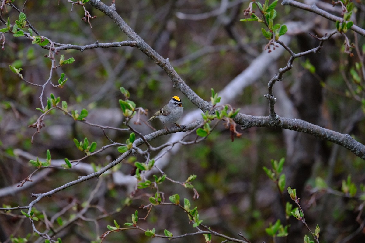 Golden-crowned Kinglet - Stefani Grujic