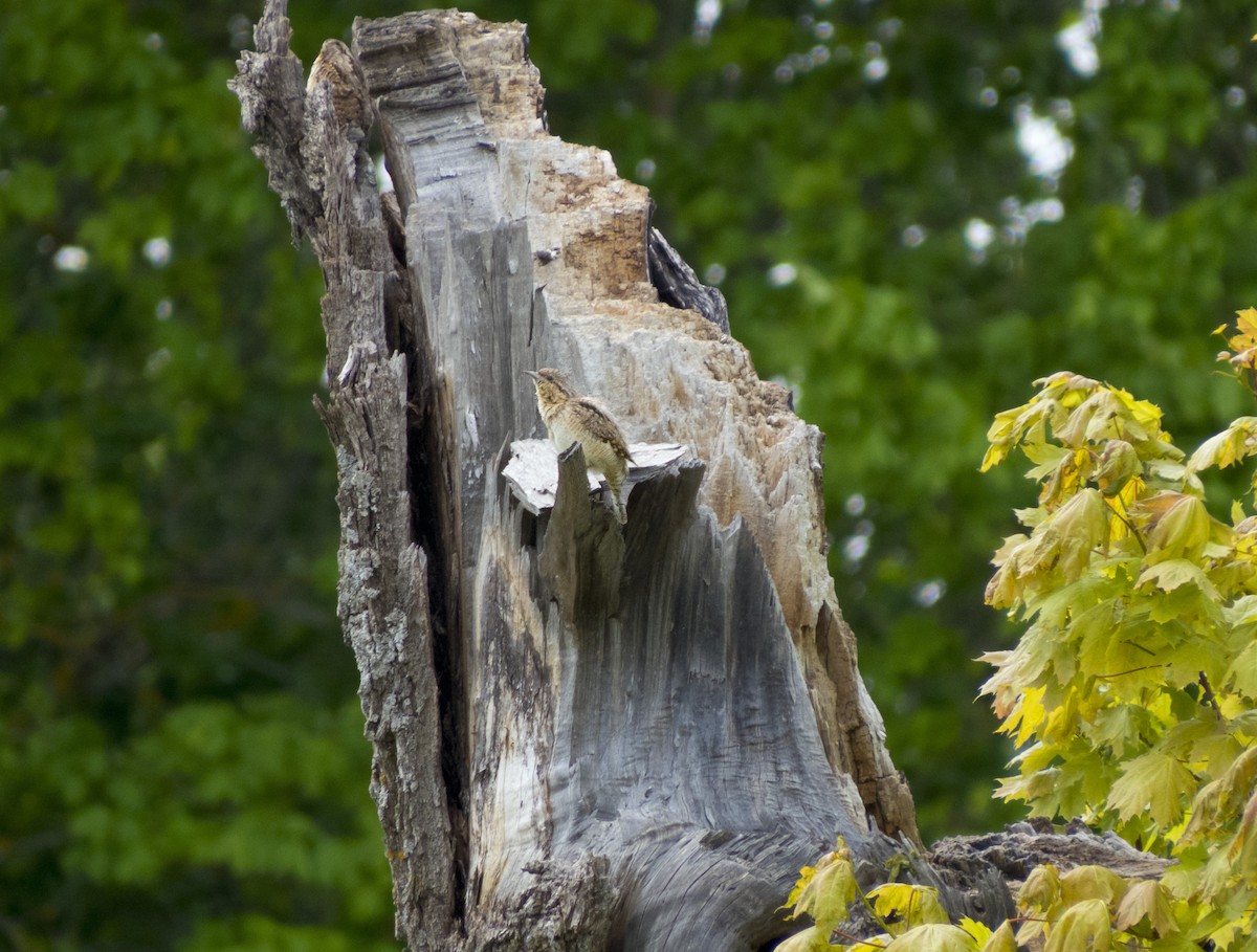 Eurasian Wryneck - Dmitriy Trushkin