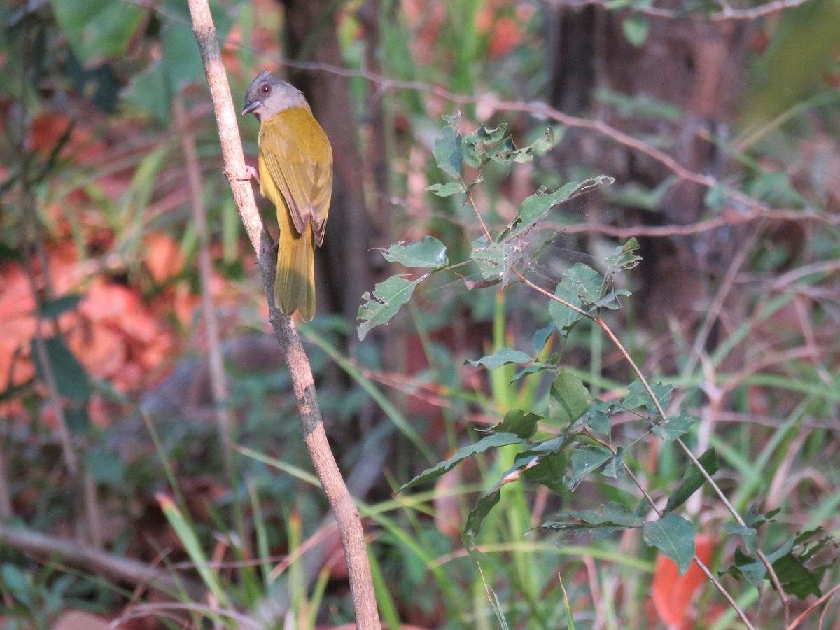 Gray-headed Tanager - Sam Holcomb