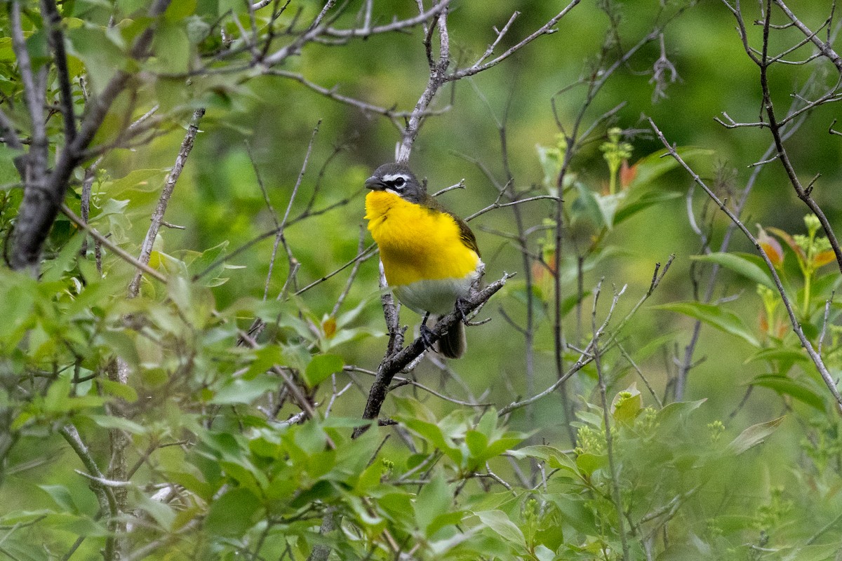 Yellow-breasted Chat - Steve Metzger