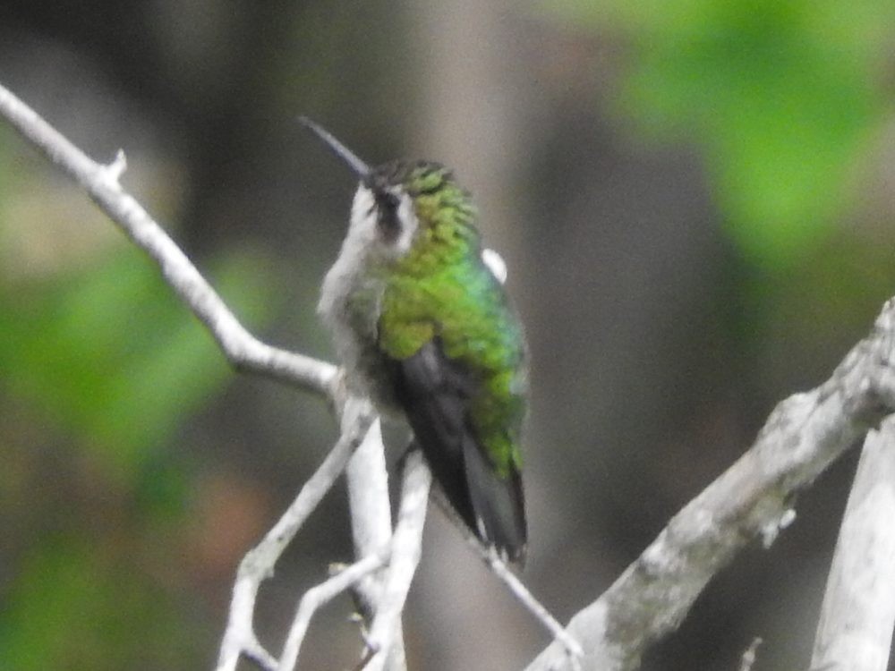 Green-tailed Emerald - Fernando Nunes