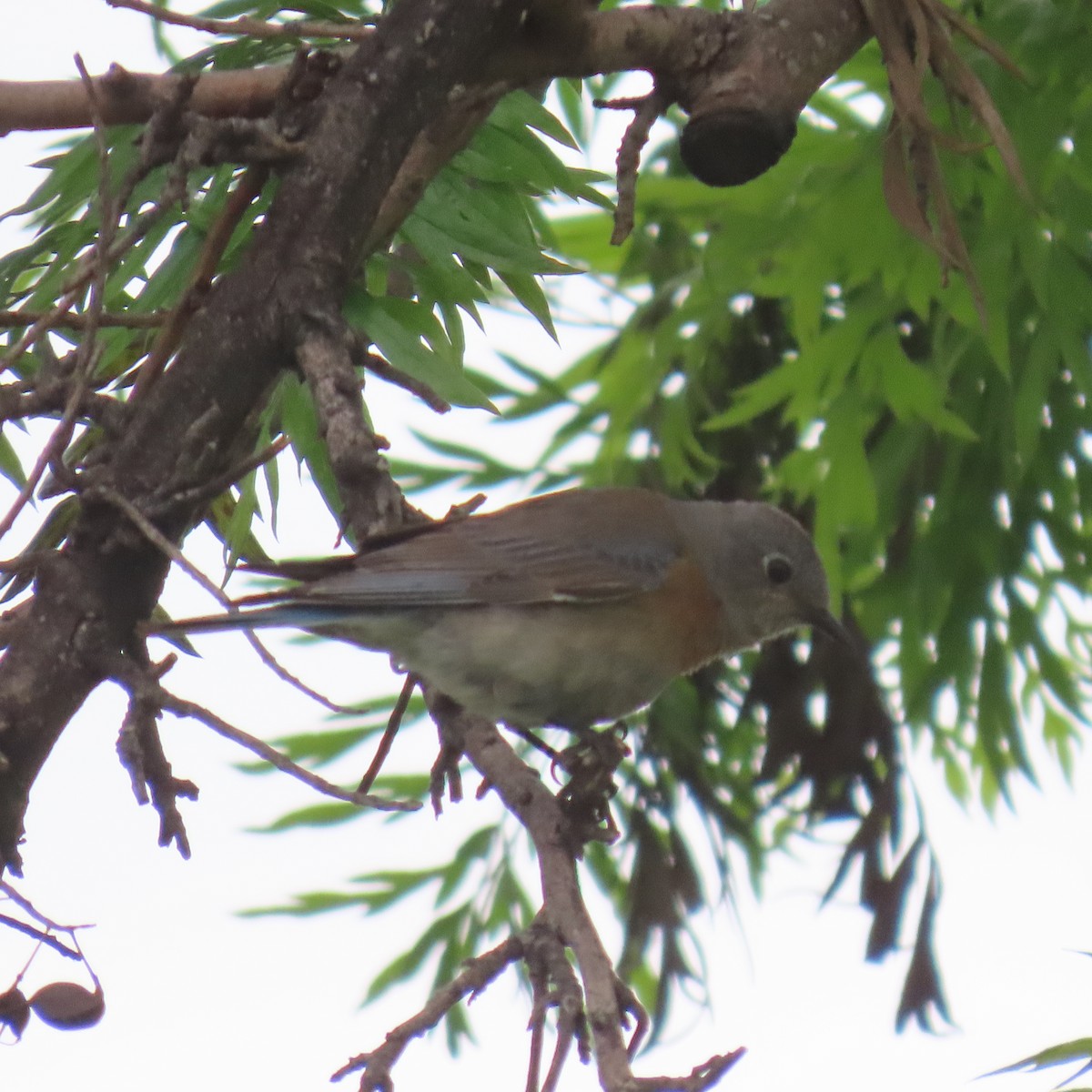 Western Bluebird - Brian Nothhelfer