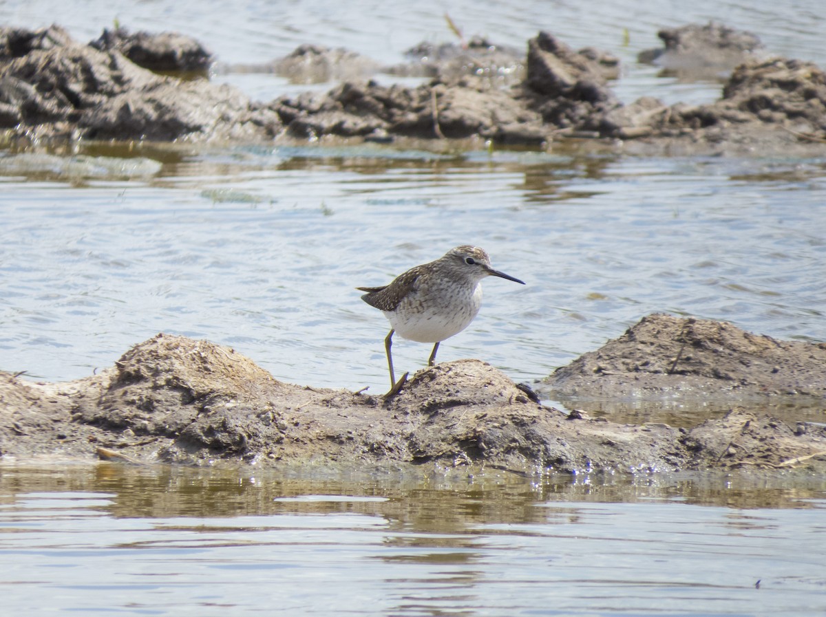 Wood Sandpiper - Dmitriy Trushkin