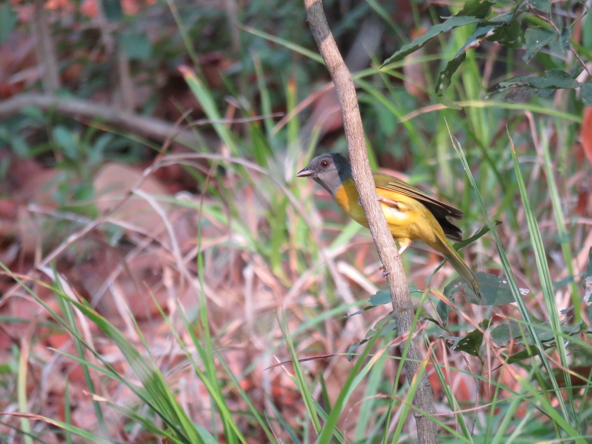 Gray-headed Tanager - Sam Holcomb