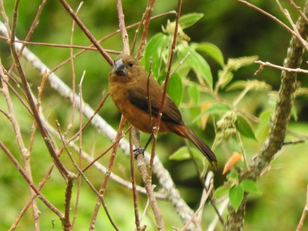 Ultramarine Grosbeak - Fernando Nunes