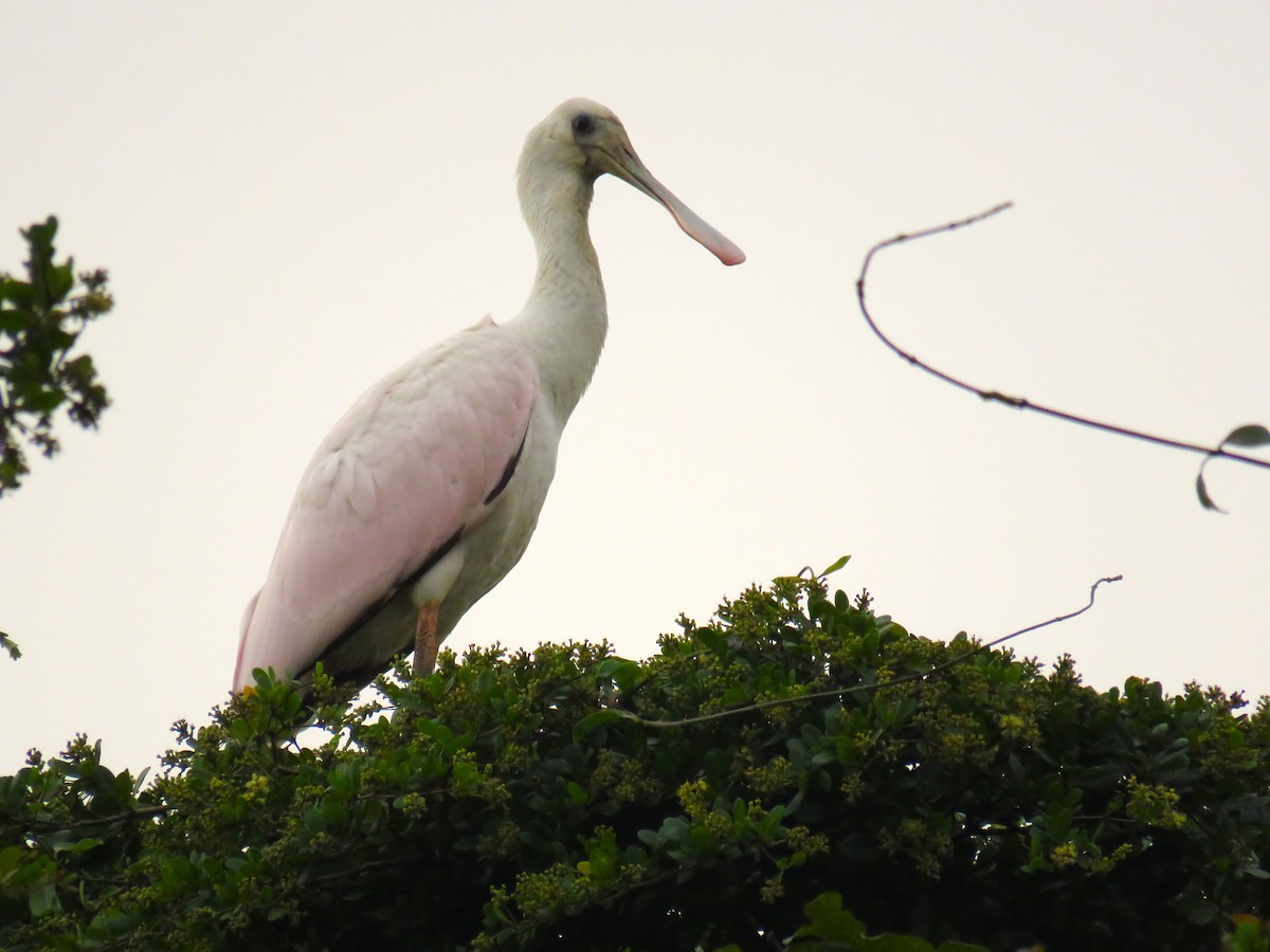 Roseate Spoonbill - Scot Duncan