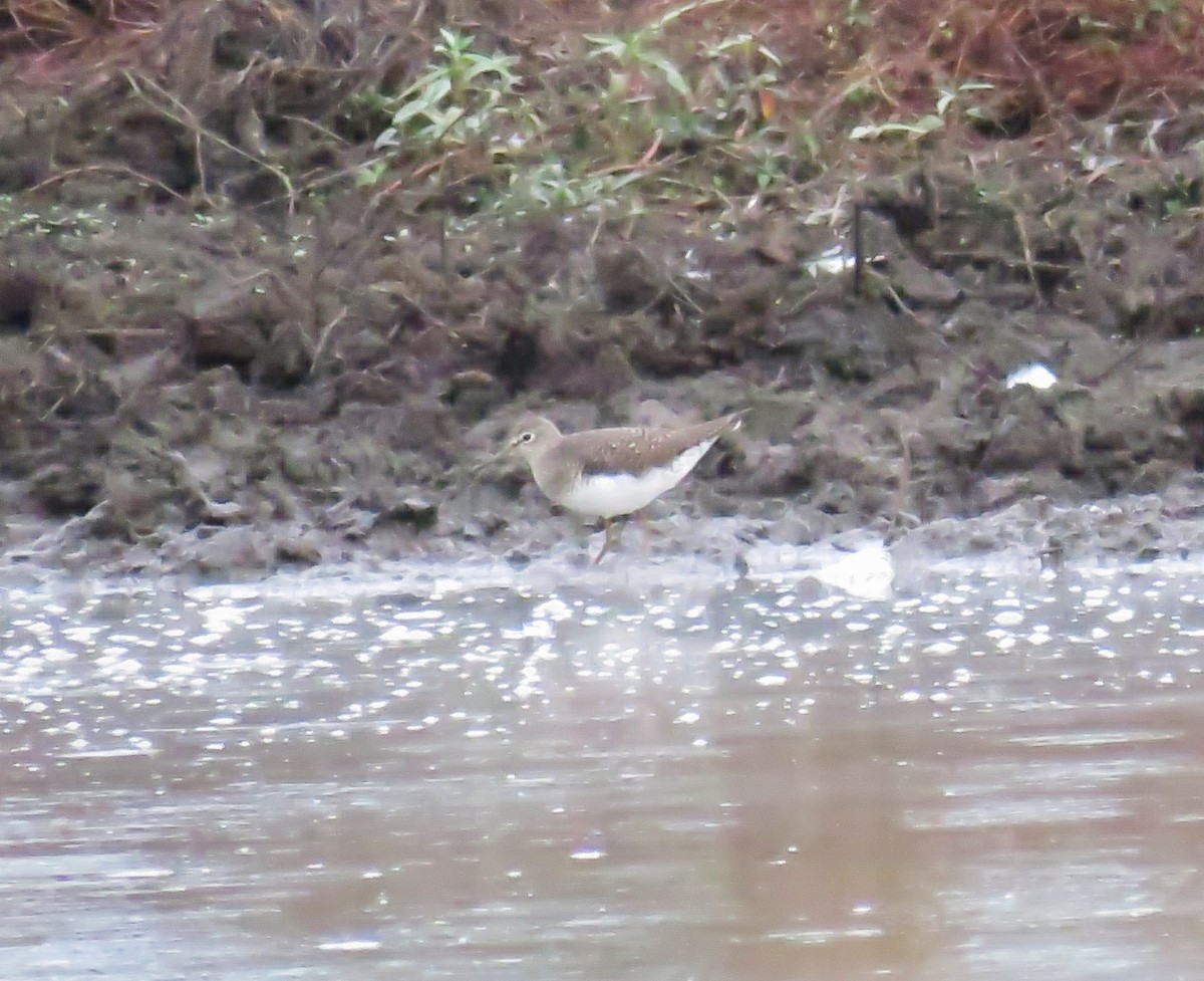 Solitary Sandpiper - ML619628137