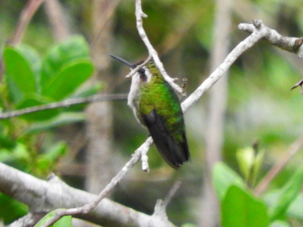 Green-tailed Emerald - Fernando Nunes