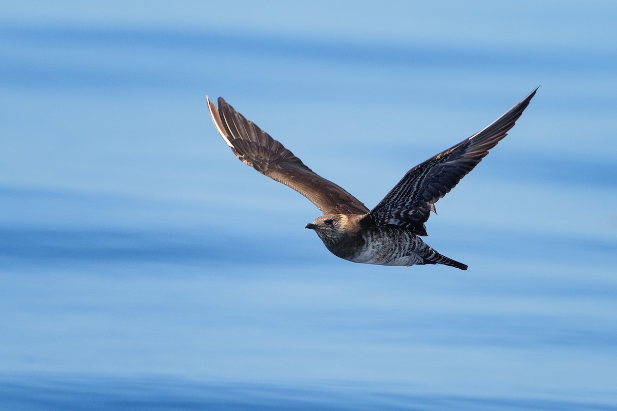 Long-tailed Jaeger - Neo Morpheus