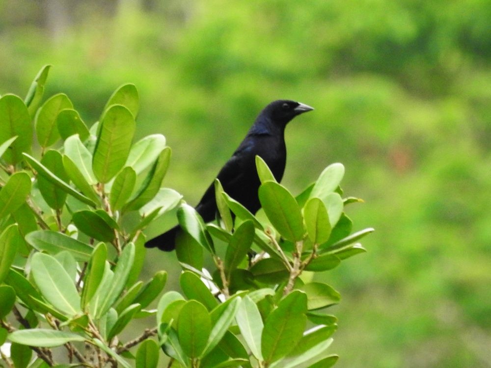 Shiny Cowbird - Fernando Nunes