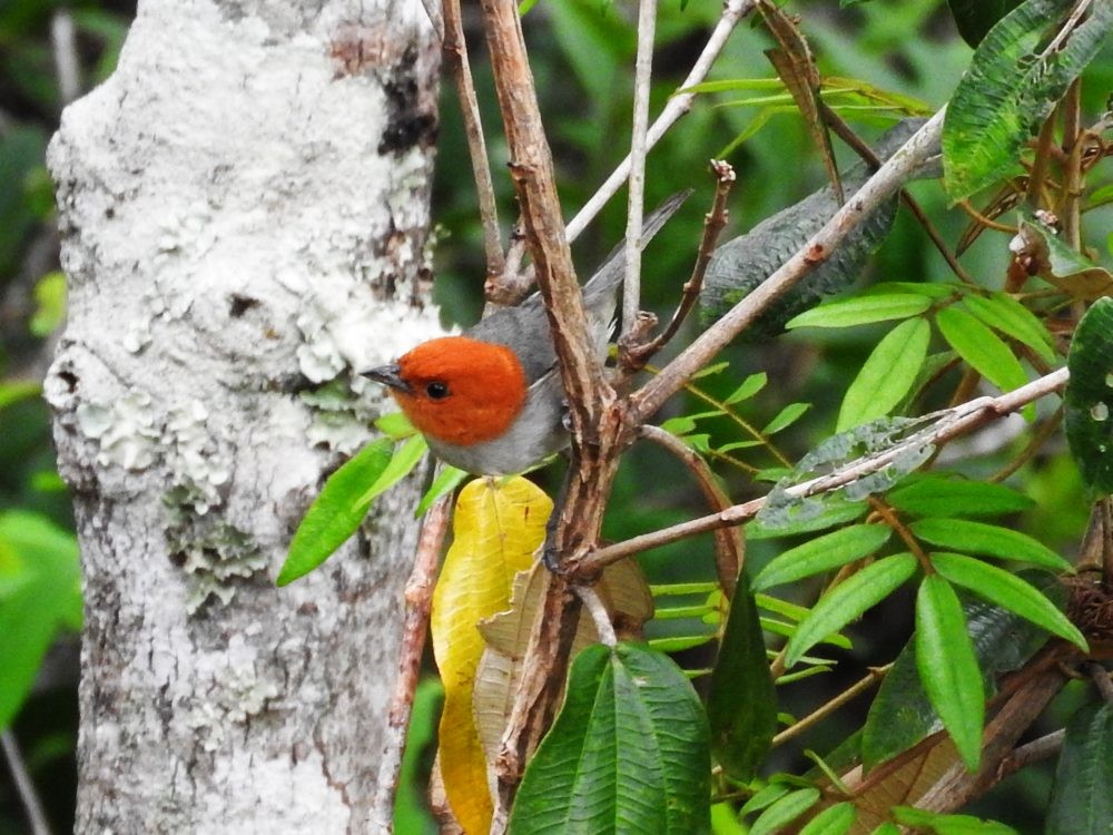 Fulvous-headed Tanager - Fernando Nunes