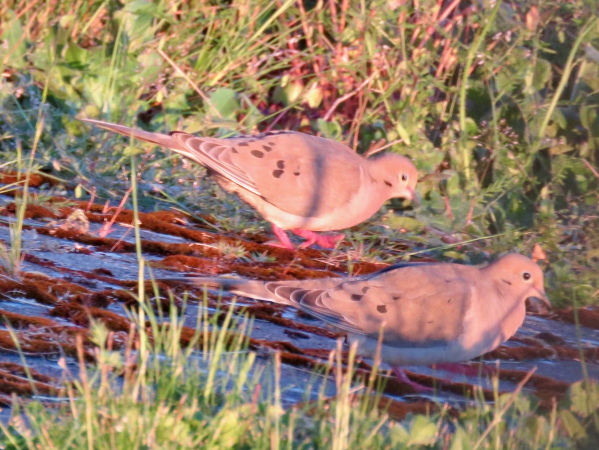 Mourning Dove - Sharon Godkin