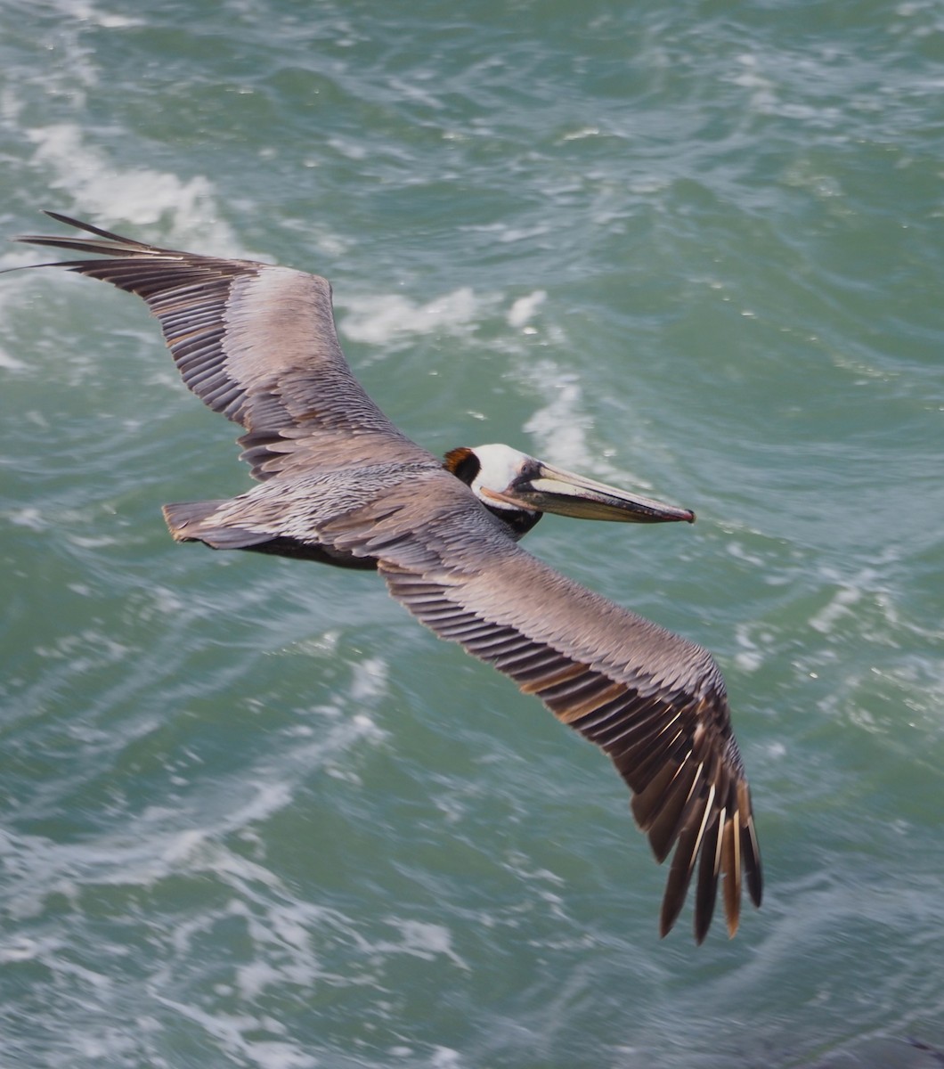pelikán hnědý - ML619628153