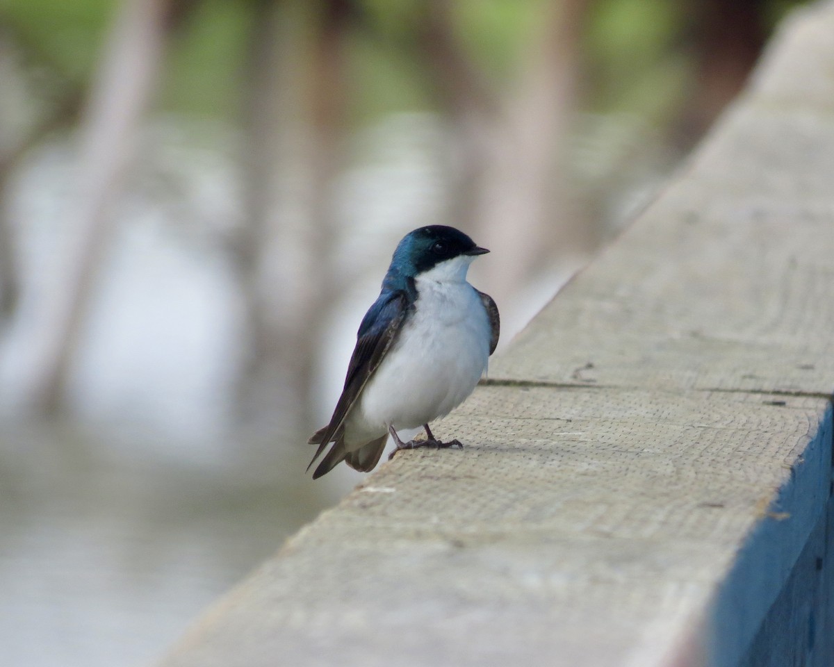 Tree Swallow - ML619628154