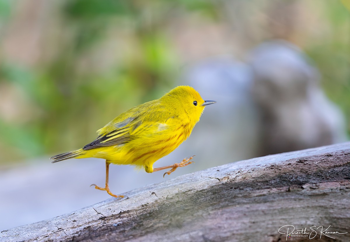 Yellow Warbler - Paranthaman Kannan