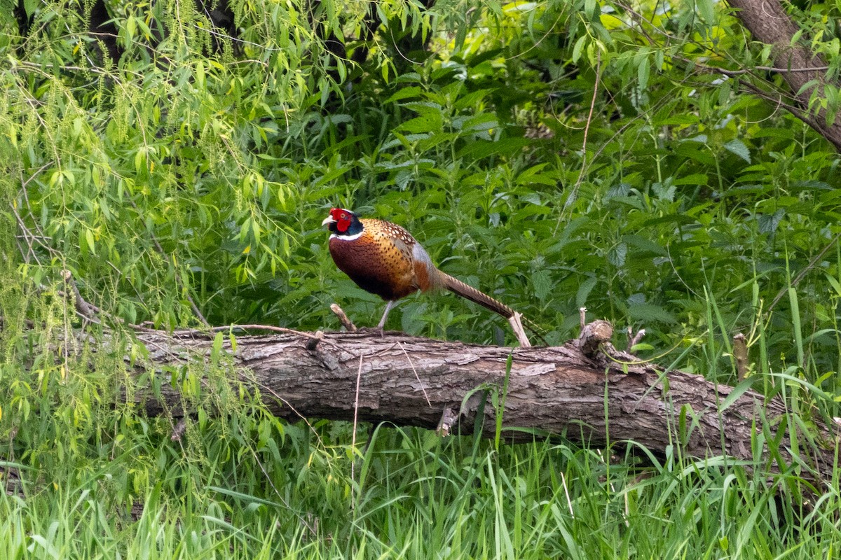 Ring-necked Pheasant - Steve Metzger