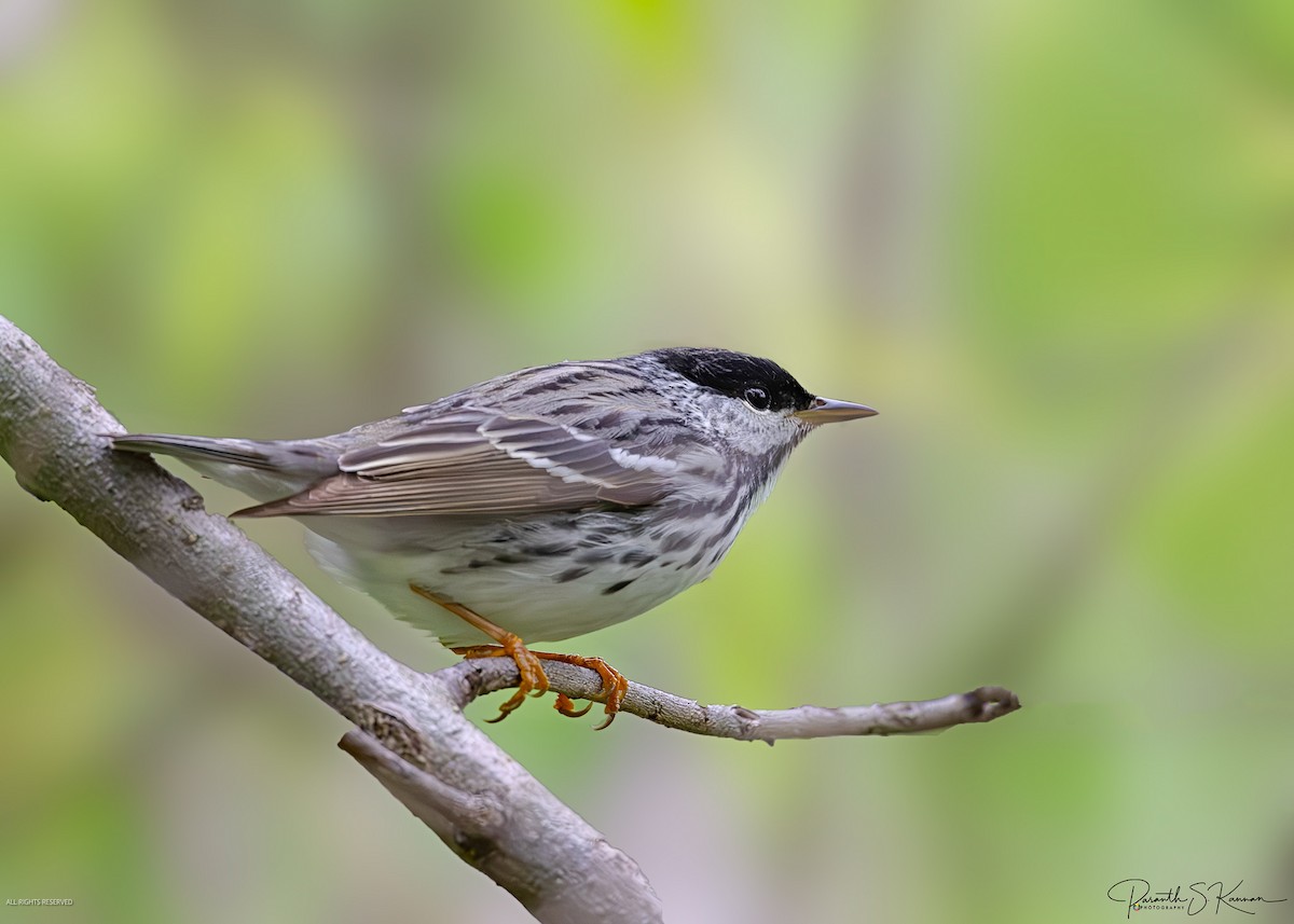 Blackpoll Warbler - Paranthaman Kannan