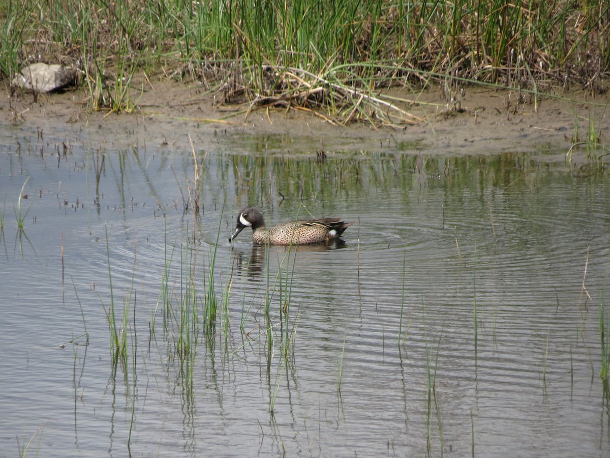 Blue-winged Teal - Elliot Steed