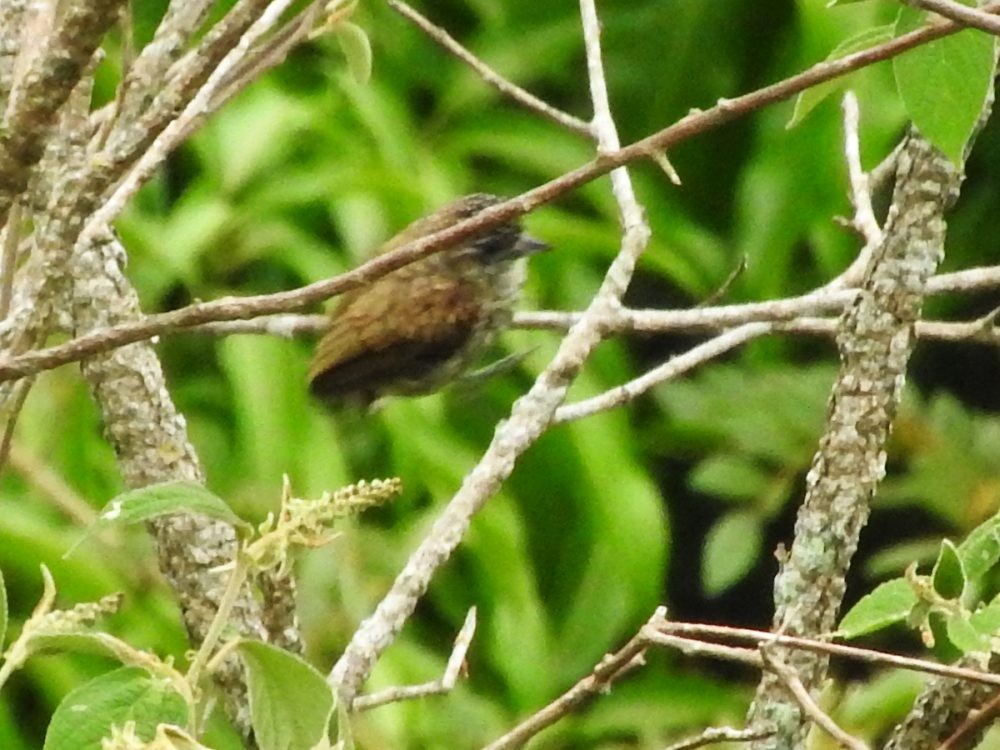 Scaled Piculet - Fernando Nunes